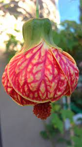 Pin On Gardening