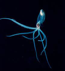 Bioluminescent Octopus Octopus Sea Creatures Incredible Creatures
