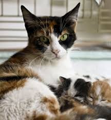 Every day darling is getting more sure of himself through socialization and play. How Many Kittens Can A Cat Have Cat Cave Co