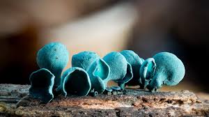 Image result for Chlorosplenium chlora