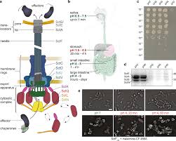 Dynamic Relocalization Of Cytosolic Type Iii Secretion System Components Prevents Premature Protein Secretion At Low External Ph Nature Communications