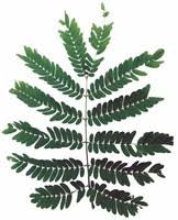 Image result for Albizia odoratissima
