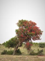 Image result for Schotia capitata