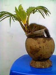 Grown on the palm tree, every part of the coconut and the tree has virtually got a use and has been used by different countries in different ways. 21 Coconut Bonsai Ideas Bonsai Bonsai Art Coconut