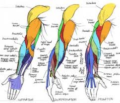 Want to learn more about it? Comic Art Reference Human Arm Muscles