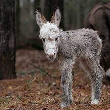 Serenbe Progressive Community Connected To Nature In Atlanta Focused On Fresh Air And Well Being Cute Donkey Baby Donkey Puppies And Kitties