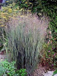 die blauliche rutenhirse heavy metal hat graue halme blau bereifte blatter und eine gelbe herbstfarbung rutenhirse ziergraser stauden