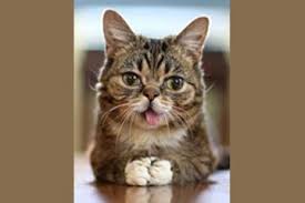 We did not find results for: Pernahkah Melihat Kucing Suka Menjulurkan Lidahnya Kadang Lucu Kadang Harus Diwaspadai Semua Halaman Bobo