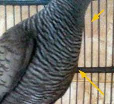 Image result for garis leher tanpa putus perkutut