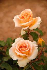 Download this premium vector about pink rose, peach, colors brush stroke watercolor texture with gold lines frames., and discover more than 13 million professional graphic resources on freepik. Pin By Divinity Lane On Roses For Your 2 Beautiful Rose Flowers Beautiful Roses Rose Flower