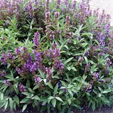 If you know other nursery selling herbs at sungai buloh or klang valley, kindly share. Pin On Fotos Plantas Silvestres Aromaticas