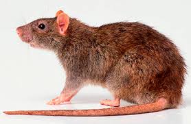 Har du huller i jorden omkring fundamentet på dit hus eller kloakdækslerne, kan du meget vel have rotter. Rotter