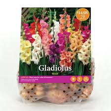 Image result for Gladiolus bellus