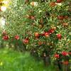 Watch the video explanation about turn apple seeds into a tree! Https Encrypted Tbn0 Gstatic Com Images Q Tbn And9gcqemwv1doiqage5ffypdohgbnvt 3rygjpfpvejnk Cajukvdn2 Usqp Cau