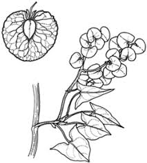 Image result for Rumex sagittatus