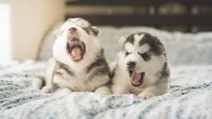 Image result for Yawning