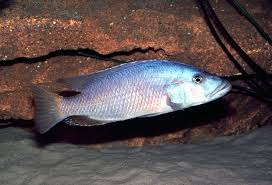 Image result for Macrotyloma daltonii