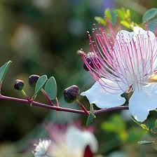 Image result for Capparis citrifolia