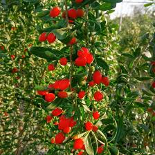 Plantatie Goji Dudestii Vechi Posts Facebook