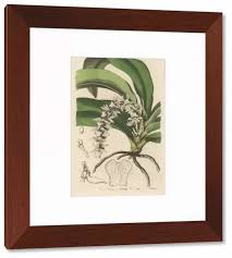 Image result for Diaphananthe