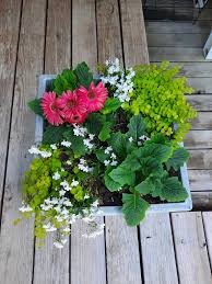 Image result for Lobelia lisowskii