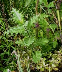 Image result for Acanthopale confertiflora