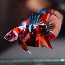 Pin On Beautiful Betta Fish