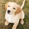 Victoria's pups breeds akc labrador and golden retrievers and produces crossbreeds, too. 1