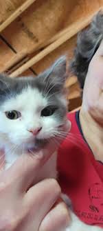 Cozy Cats n Kittens Rescue