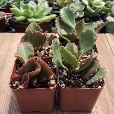 Six Angled Kalanchoe Kalanchoe Sexangularis Succulents Happy Friday Plants