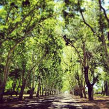 Trees In San Rafael Mendoza Argentina Argentina Turistico Paisajes