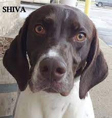 We have been involved with shorthaired pointer rescue for 30 years. Lapeer Mi German Shorthaired Pointer Meet Shiva Come Get Me A Pet For Adoption