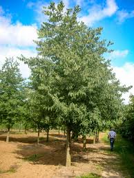 Image result for Celtis