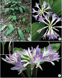 Image result for Astropanax abyssinicus