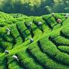 Learn where your tea comes from. Https Encrypted Tbn0 Gstatic Com Images Q Tbn And9gctd81zap8nursoq8pfekw0 0 7fk 8dlte4 Pn4qsk96dmoqjq Usqp Cau