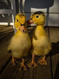 The magpie duck is really a breed of duck manufactured from the 20th century. Magpie Ducks Adorable Dual Purpose Duck Breed