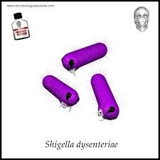 Image result for Shigella