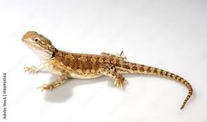 Image result for Pogonarthria