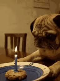 Dog Cake Gifs Tenor