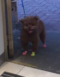 And the reason for that is simple; Purchase Crocs For Dogs Up To 77 Off