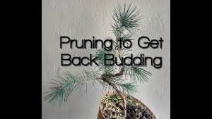 Terminal buds earlier this week, we looked at the three basic types of buds found on black pine bonsai. Spring Pruning To Get Back Budding Pine Pre Bonsai Youtube