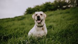 Find out how to access free resources for educators. How To Adopt A Dog In Maryland The Dog People By Rover Com
