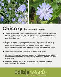 Pin On Tips For Growing Chicory