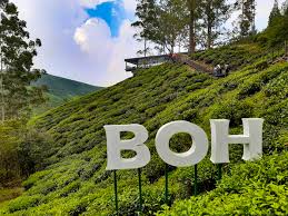 Ladang teh bharat/cameron valley tea house 2. Sejarah Penanaman Teh Di Cameron Highland Salsabila Aflah Tours Travel