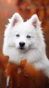 Spitz Pet Dog 4k Ultra Hd Mobile Wallpaper Cute Baby Animals Cute Animals Baby Animals
