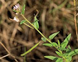 Image result for Cleome monophylla