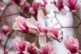 Flowering Trees and Shrubs for Early ...