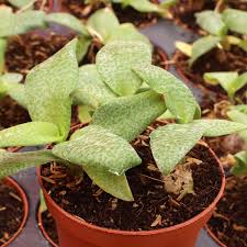 Image result for Ledebouria