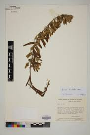 Image result for Ipomoea chloroneura