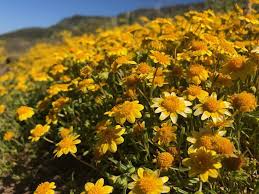*comments below are not read by postal employees. Photos Flowers In Bloom Across San Diego County
